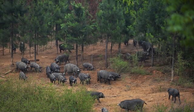 农民在自家耕地上建养殖场，村委要求必须拆除，有道理吗？