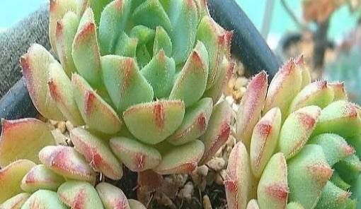  『静夜』这20种美丽的多肉，竟都是静夜的后代！静夜还真是个多情种呢！