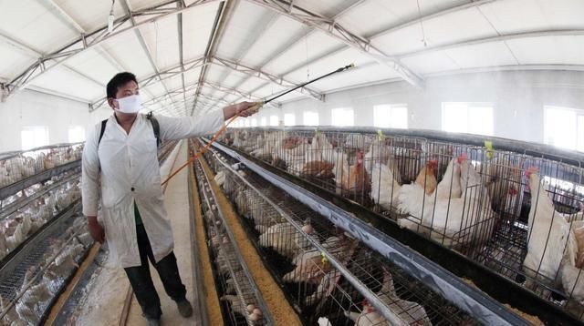  养殖场■要想在农村安心创建养殖场，这三个证件一个都不能少