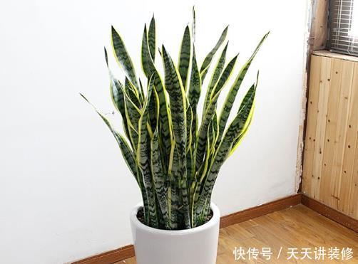 『盆顶』花店老板说漏嘴:养5种绿植真赚,去异味吸甲醛,养1盆顶个净化器