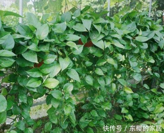 #财运#养花就养这几款,精致好养,美丽动人,一年好财运!