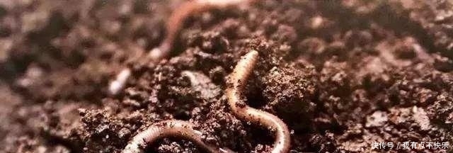  蚯蚓粪有机肥@蚯蚓循环有机养殖，最全面的分析，果断收藏