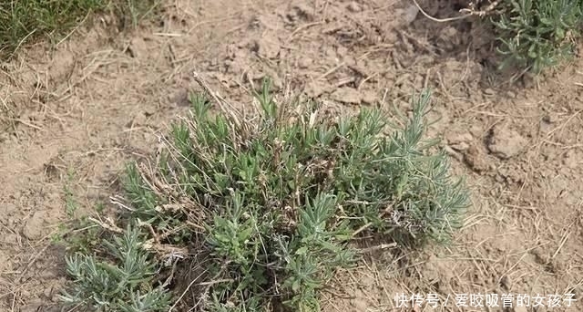  #培育#南方养薰衣草过一年就会挂，可每年播种培育，还可用枝条扦插繁殖