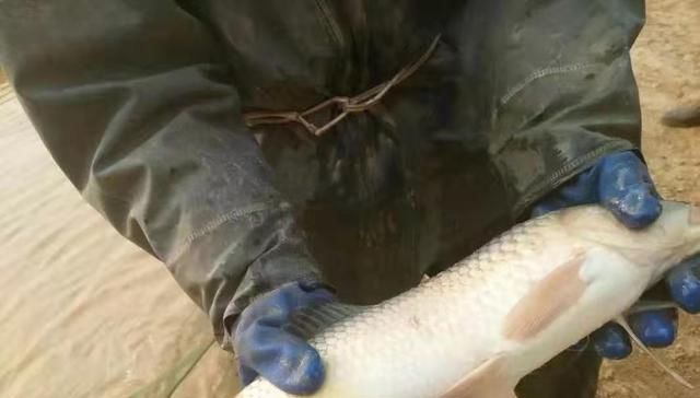  郑州■河南、陕西、山东等五地都产黄河鲤，为啥河南的最有名？