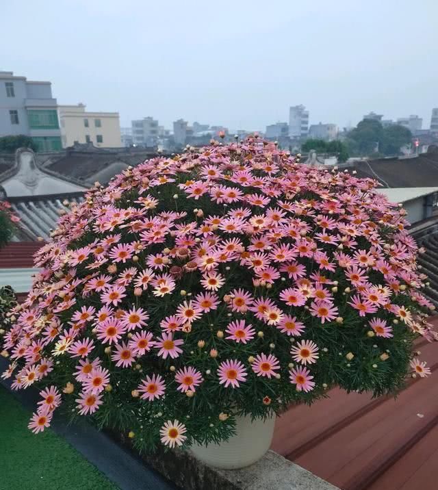  盆栽@此盆栽花是世界名花，号称“爆盆神器”，花期超半年，养护很容易