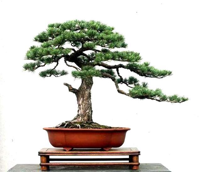 一种植物，做盆栽非常漂亮，农民砍，挖一颗回家