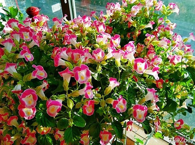  【阳台】5种开花机器，从春一直开到秋，阳台天天有花赏！