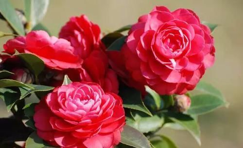  日常@喜欢酸性土壤的花卉日常如何养护，一起来了解一下吧！