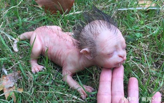 男子野外发现狼人小孩,事情越传越邪乎,不得已澄清真相!