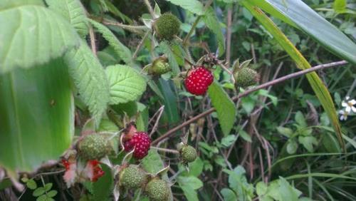 农村这种野果形似草莓，过去农民当零食吃，如今城里卖50元一斤