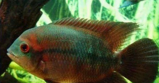  #水族市场上#美洲慈鲷之美，您细品