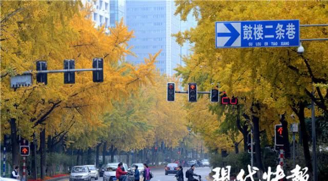 青黄不一，南京这条经典银杏大道为何颜值不在线？