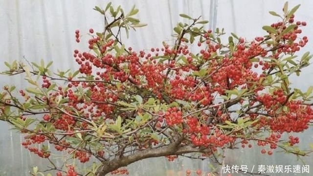 「养护」山谷下的“果树”叫“红子刺”,每棵有200个果实,很漂亮