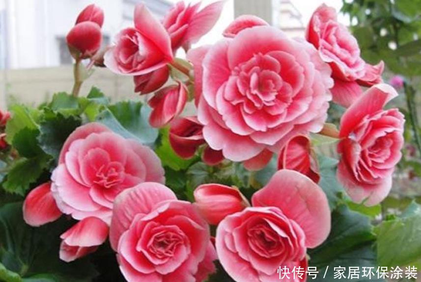  『开花』最受欢迎的4种花，沾土就活，花朵漂亮，容易爆盆，人见人爱！