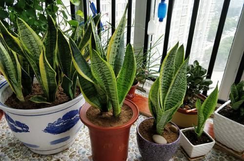  「虎皮兰」这种花，有水就能活，施肥修剪都省了，丢土里就旺盛！