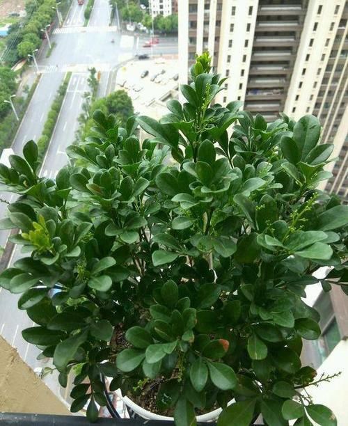  #好坏#家养一盆“米兰花”，条件好坏都开花，越晒越泼辣