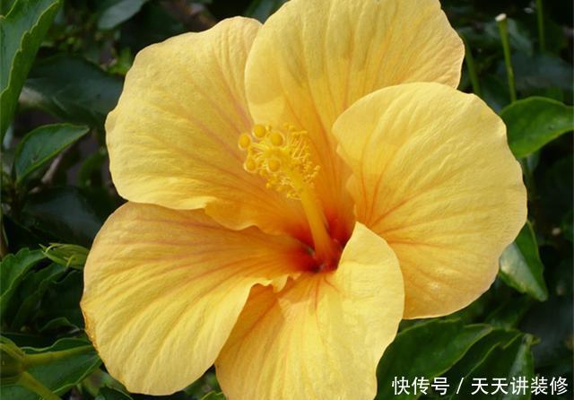  『复苏』“朱槿牡丹”扶桑花，春天复苏后做好5件事，花期长达半年