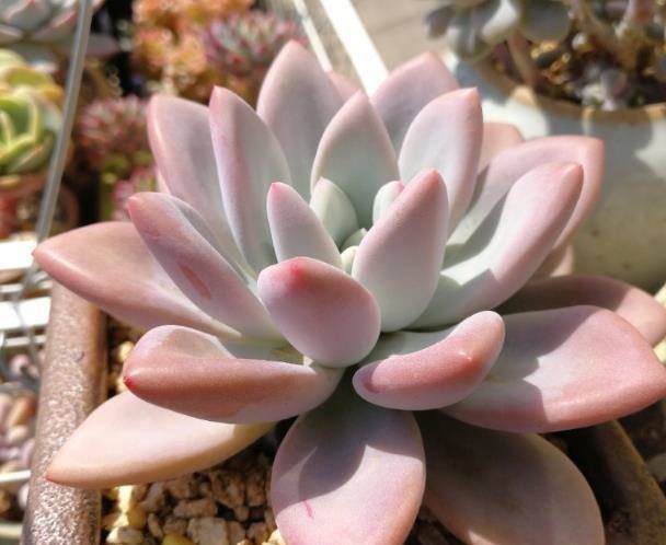 「谈谈」多肉植物叶插全记录, 谈谈我的十二卷养护经验