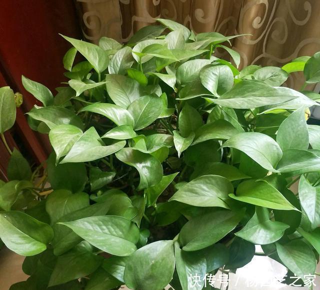 「绿萝」绿萝不用花钱去买,摘根枝条,注意扦插3要点,一根扦插几十盆