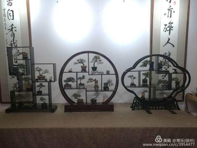  #盆协#徐州收藏家协会(盆景协会和铁路盆协)回龙窝微型盆景
