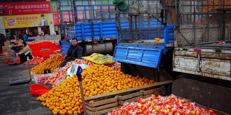 柑橘种植，今年“如此惨败”，未来果农该如何发展？
