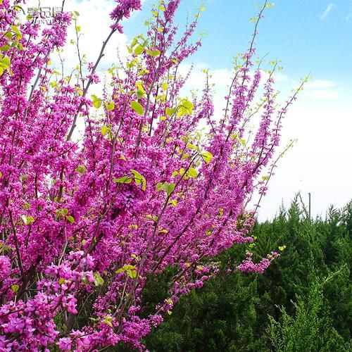  庭院■春天来了，在院子里种上这些花卉，花开清香又怡人