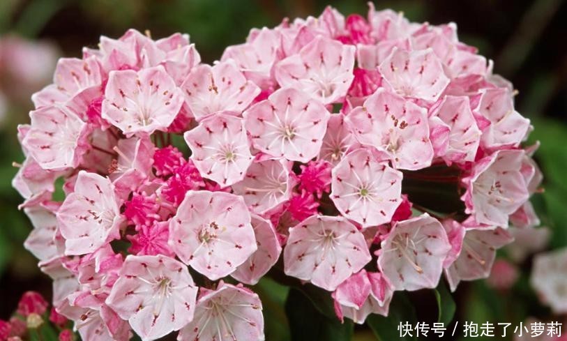  『别致』山月桂开花别致。天生丽质期望语