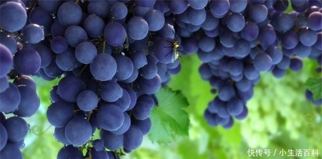 美国有一棵176岁的葡萄树，每年高产7吨葡萄，可谓是老当益壮的树