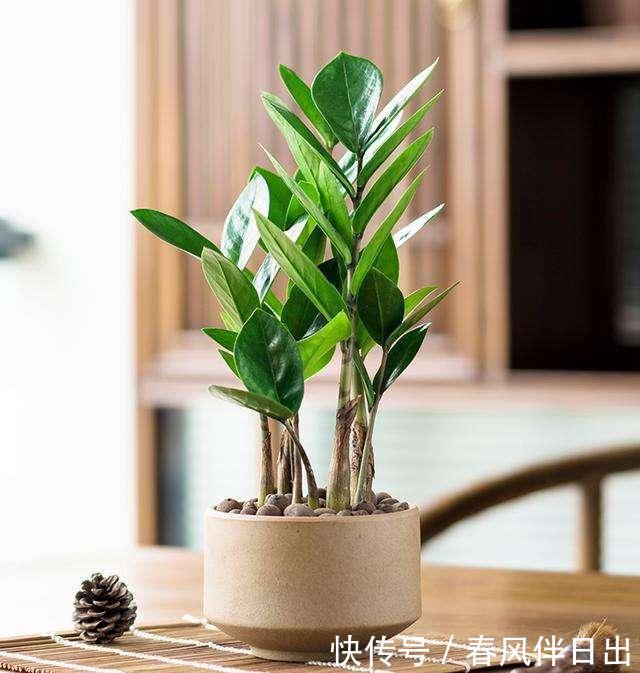  绿翠■金钱树肥厚绿翠，造型整齐划一，寓意好实在招人喜欢