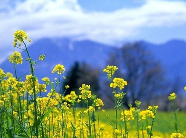  『花开满』长筒花,花色多样,花朵像长长的小喇叭,养护得当花开满盆!