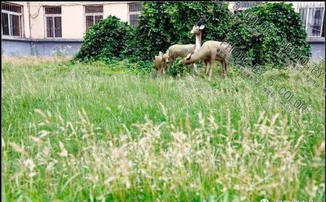  #经济#还记得中兴街上的吉林铁路经济学校吗？还有那栋1953年的教学楼