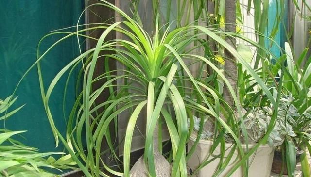  [长爆]这3种“耐旱”植物，适合“懒人”养，30天不浇水，也能长爆盆！