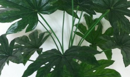  [发财树]家养的发财树一直不长,一个简单的操作,就能让它枝繁叶茂蹭蹭的...