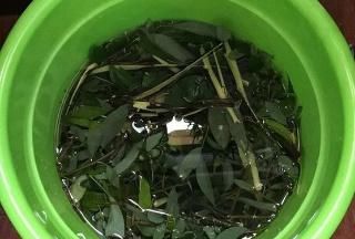  『柳树』植物插迁需要的生根水，不用买到处就有很多，长出的根很是强壮