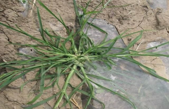  牛筋草|农村一“野草”，长得快惹人烦，农民见到就烦，穷人的“