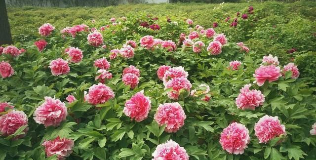 「品种」去公园玩看到这3种花,多看几眼亏不了,美得令人心旷神怡