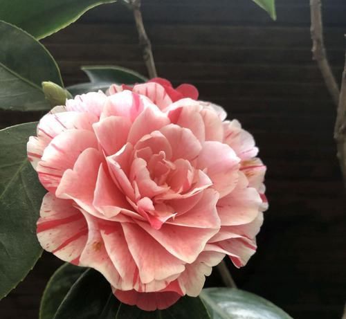  【养护】山上漫山遍野的松针土，扛回来半袋子，茶花配土不用愁，还不花钱