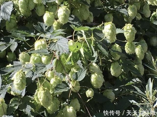  #啤酒花#在山谷下，有1种“啤酒花”，开出的花朵“美丽”，植株也珍贵！