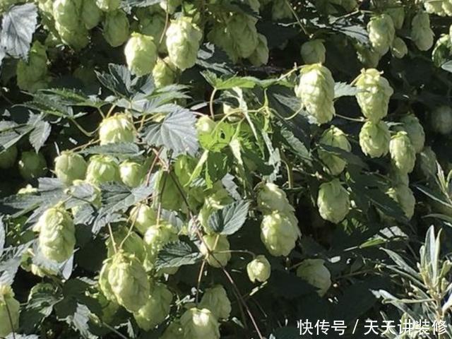#啤酒花#在山谷下,有1种“啤酒花”,开出的花朵“美丽”,植株也珍贵!