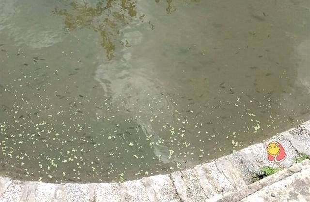  「罗非鱼」没想到罗非鱼的繁殖能力这么强，两个月的时间四条养成了百条