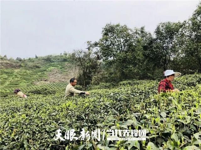 『正安县』正安县大堡村:荒山变茶山 长出“致富芽”