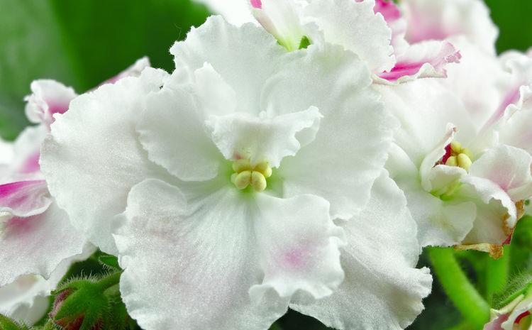 「耐热」阳台养花就选5种花,耐热喜光很耐晒,全年都开花,养出小花园