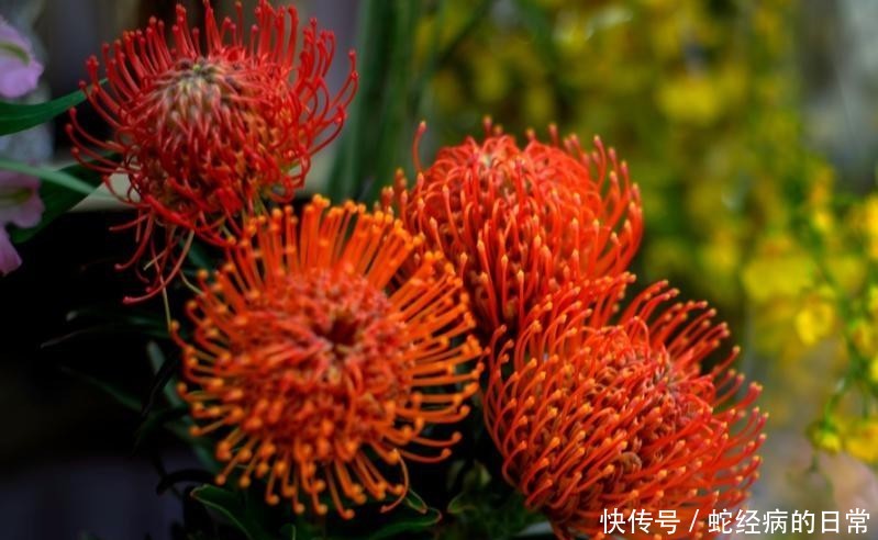 「风轮」针垫花共同繁荣,风轮花无限祝福