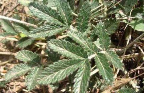 乡下的一种野菜曾经不被人重视 现在成了稀罕物价格高