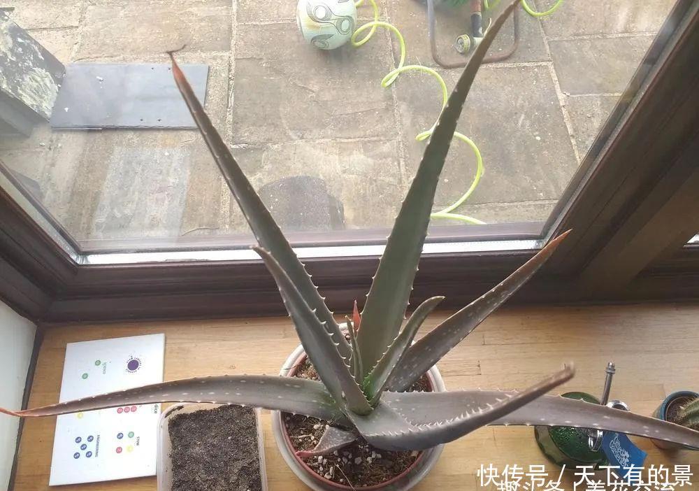 养护盆栽芦荟:盆栽芦荟的叶子变成褐色,“对症下药”能快速恢复翠绿