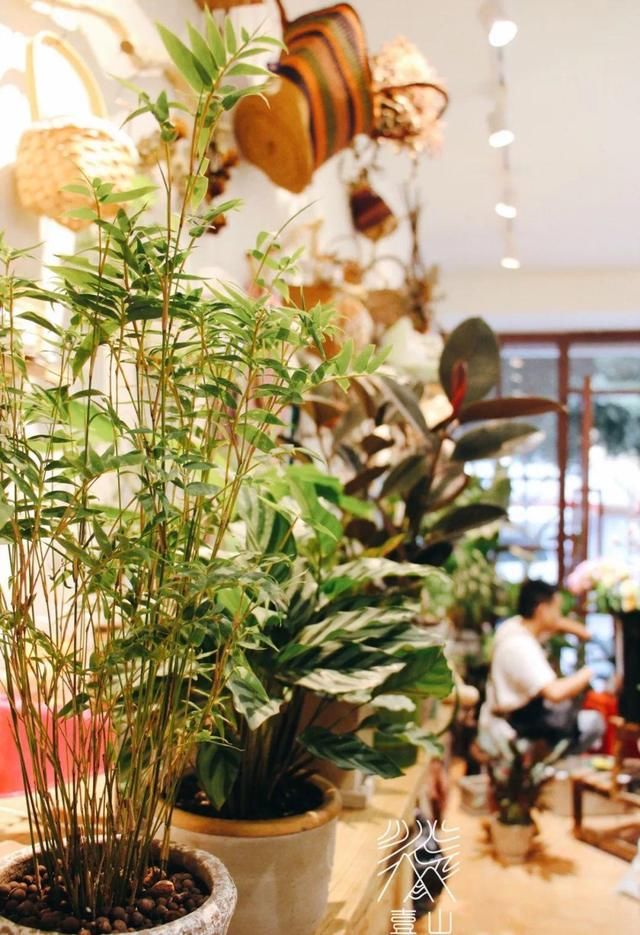 『水泥花盆』客厅养盆镇宅花，除异味、保家宅，越养家越旺！