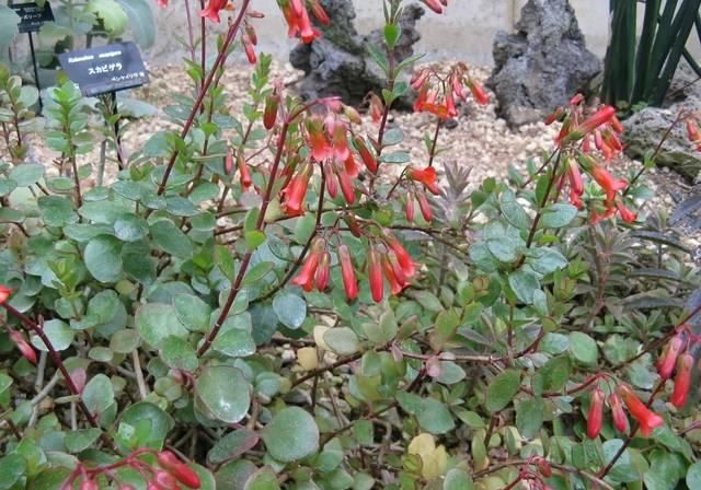  『不定芽』传说中种一次拔一世的多肉，到底是啥？