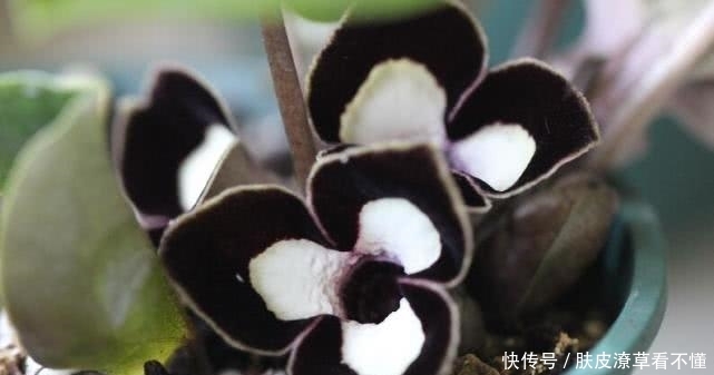 『名贵』花似熊猫脸,极为好看,却不知是名贵的“翻天印”,如今百元一斤