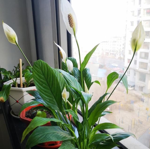  家里■家里光照不好，就养这4种花，耐阴还能勤开花！