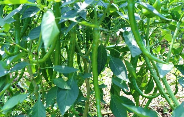  [蔬菜]农民种植一种“最赚钱的蔬菜”，辣味十足，2亩收入20000